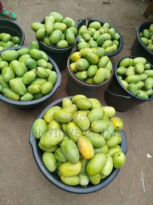 German Mango Seedlings