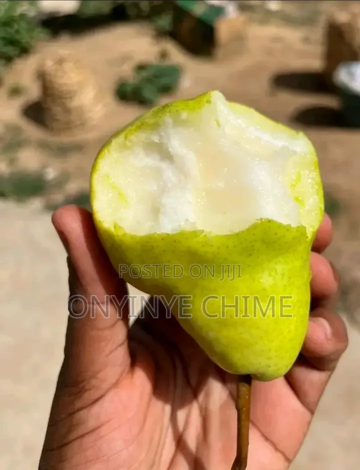 English Pear Seedling