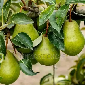English Pear Seedling