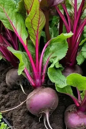 Beetroot Seeds