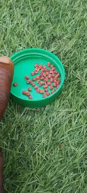Beetroot Seeds