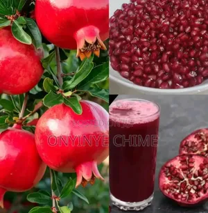 Pomegranate Seedlings