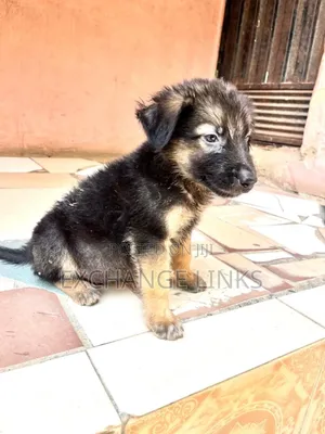 1-3 months Female Purebred Caucasian Shepherd