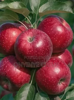 Red Apple Seedlings