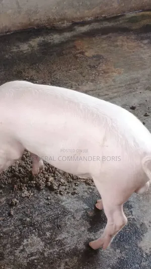 Quality Pigs of Different Breeds