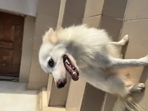 1+ year Male Purebred American Eskimo