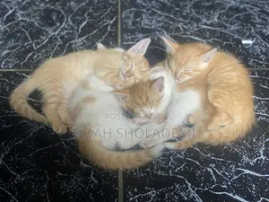 1-3 months Male Mixed Breed American Shorthair