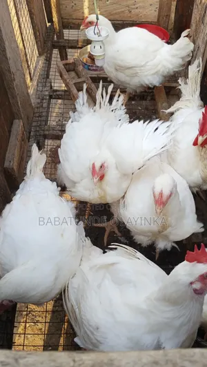 Broiler Chickens