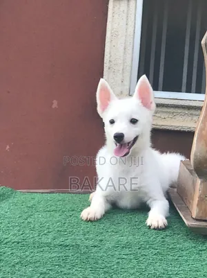 1-3 months Male Purebred American Eskimo