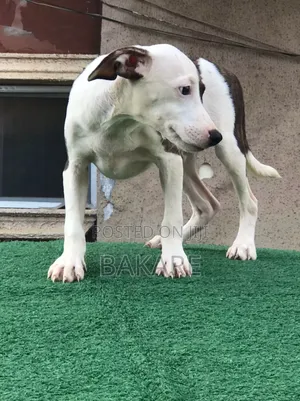 3-6 months Male Purebred American Pit Bull Terrier