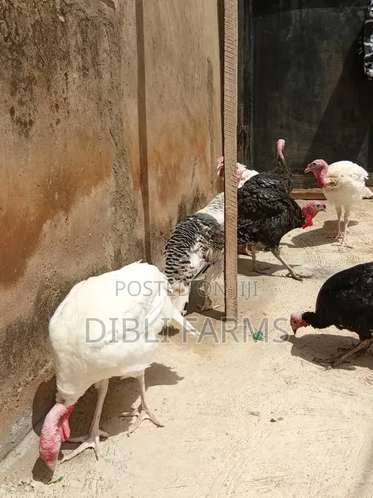 Foreign Turkey