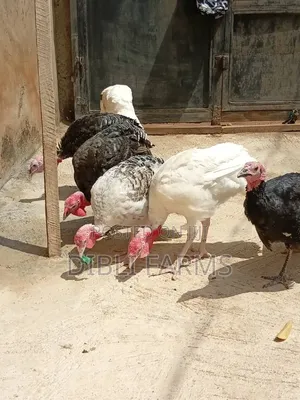 Foreign Turkey