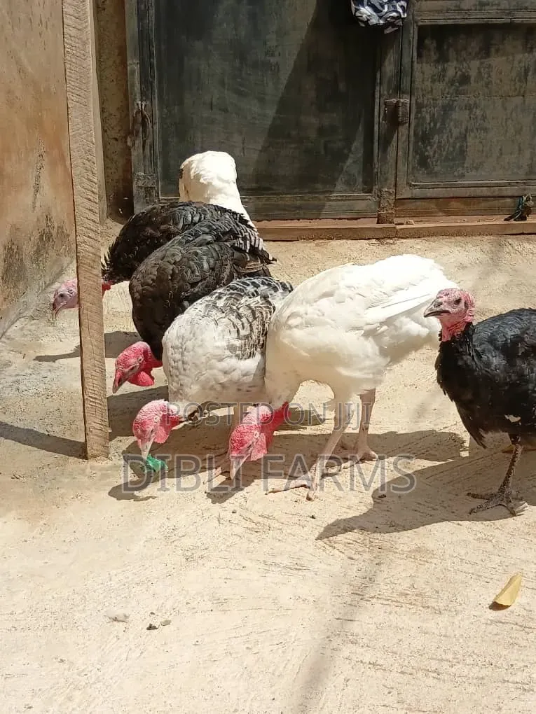 Foreign Turkey