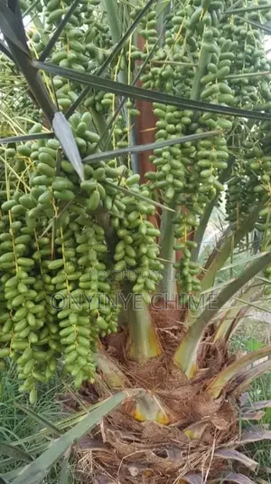Red Date Seedlings