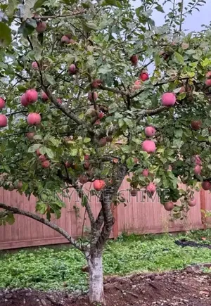 Fuji Apple Seedlings