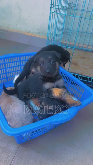 1-3 months Female Purebred German Shepherd
