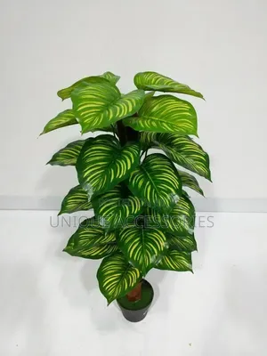 Green Plants Home Office Decor