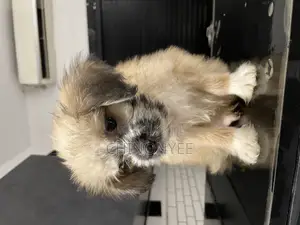 1-3 months Male Purebred Lhasa Apso