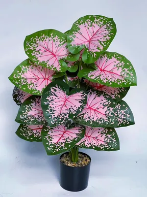 Flower Plants for Homes Offices