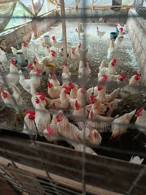 Cockerel Chicken