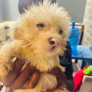 1-3 months Female Purebred Lhasa Apso