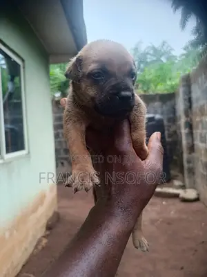 This Is My Dog That I Want to Sell
