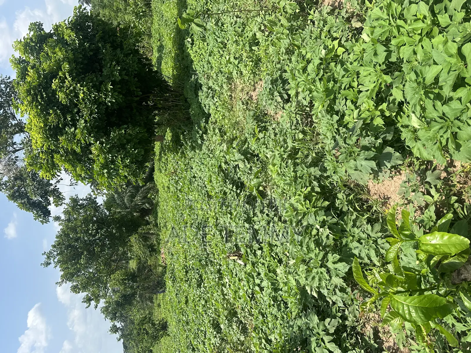 A Plot of Land