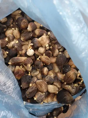 Oil Palm Seeds