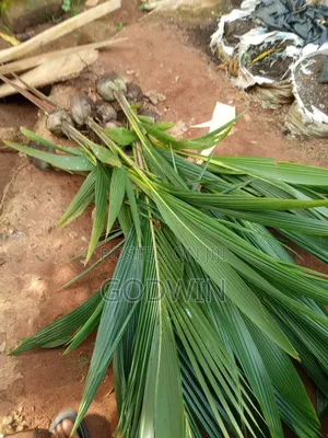 Coconut Seedlings