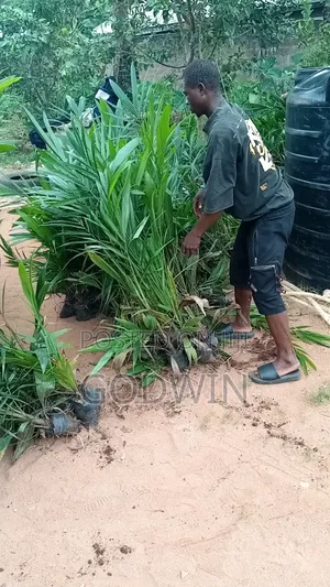 Oil Palm Seedlings
