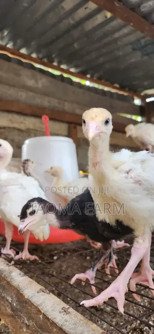 6 Weeks Old Local Turkey