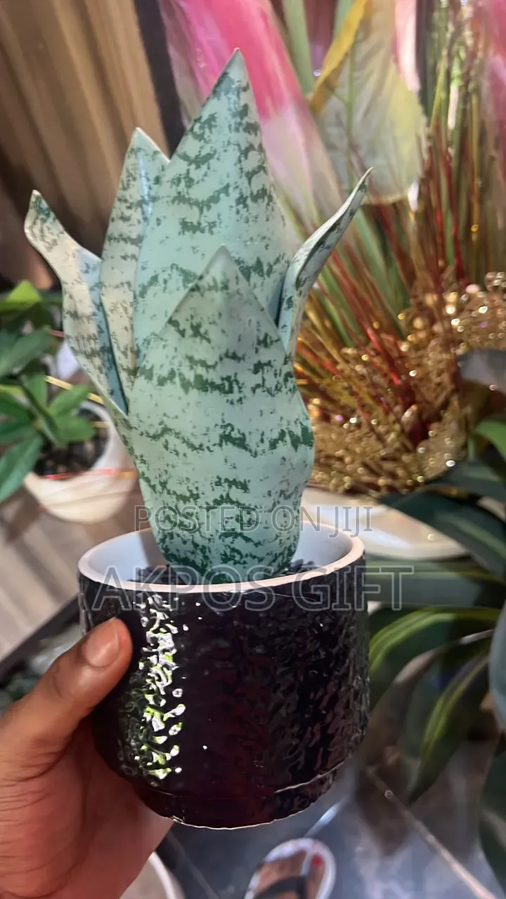 Home Decor