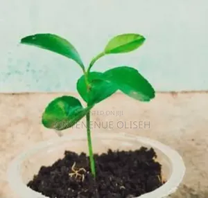 Orange Seedlings