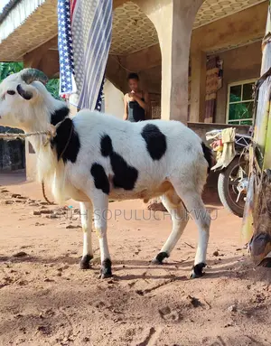 Healthy Goats for Breeding and Consumption Available