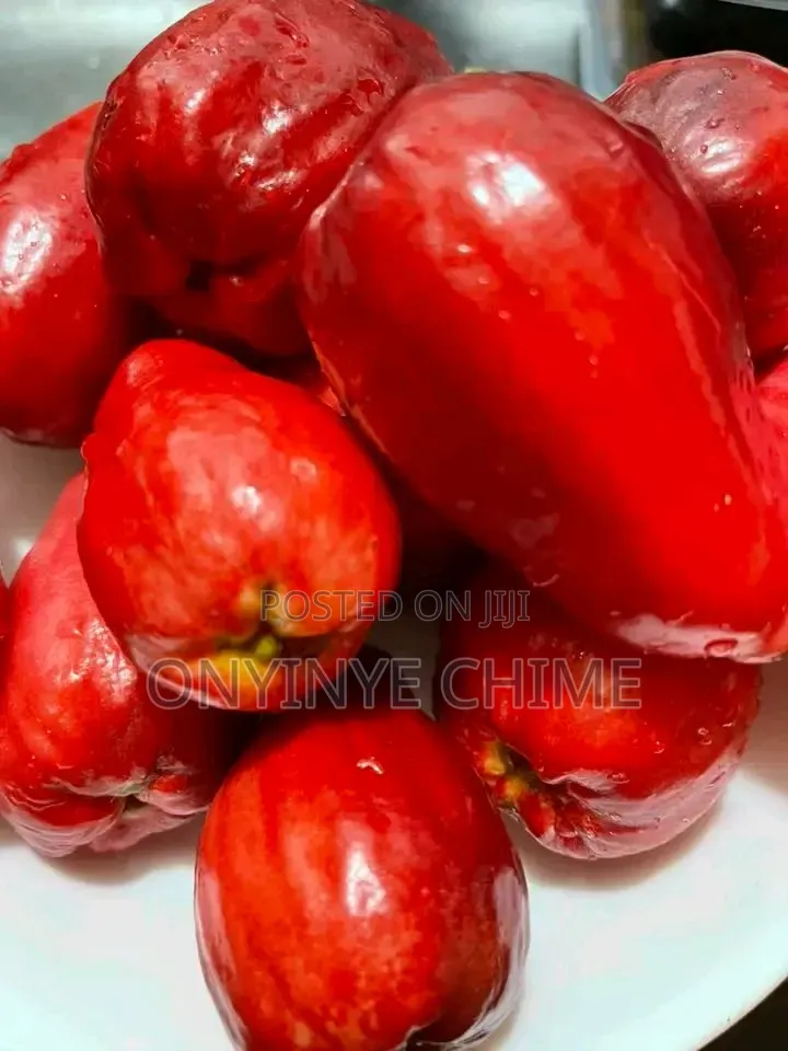 Malay Apple Seedling