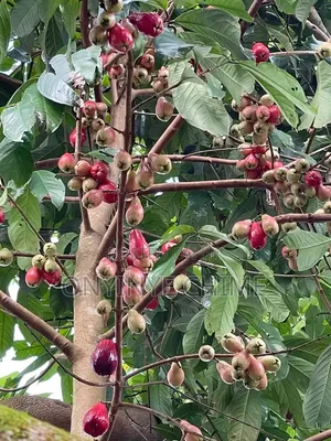 Malay Apple Seedling