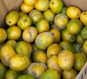 Hog Plum Seedling