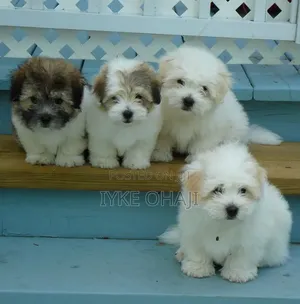 1-3 months Female Purebred Lhasa Apso