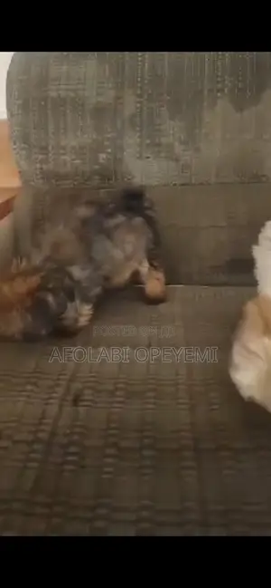 1-3 months Male Purebred Lhasa Apso