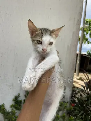 1-3 months Male Mixed Breed American Shorthair
