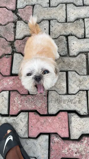 1+ year Female Purebred Shih Tzu