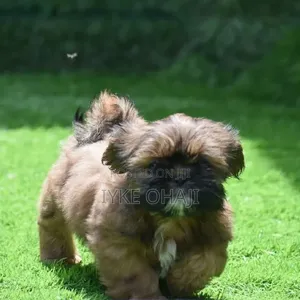 1-3 months Male Purebred Lhasa Apso