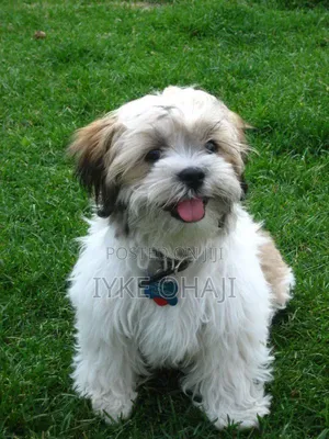 1-3 months Male Purebred Lhasa Apso