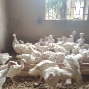 Imported Turkeys