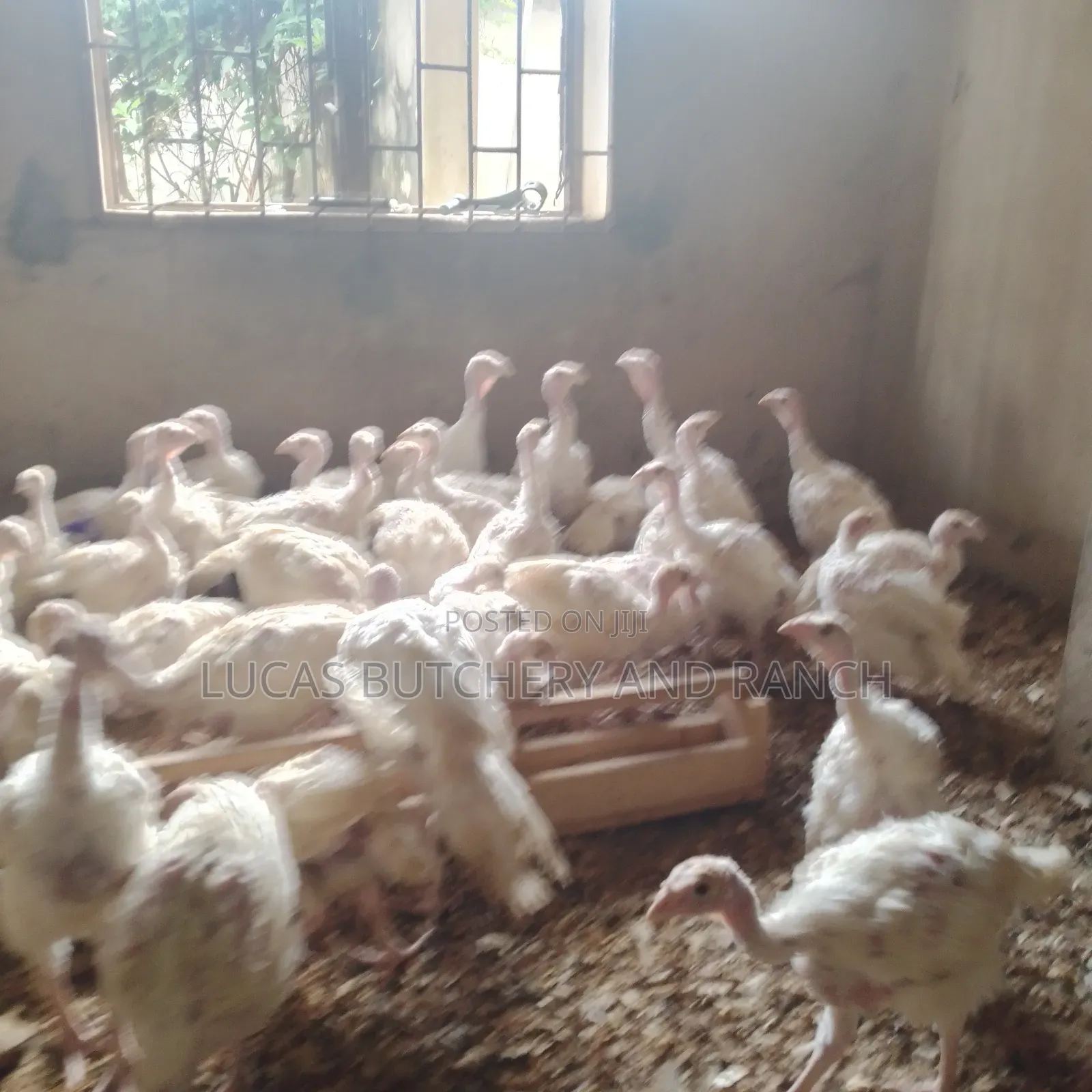 Imported Turkeys