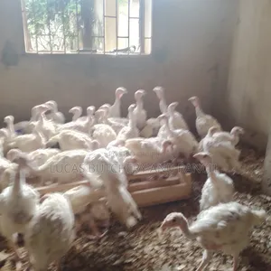 Imported Turkeys