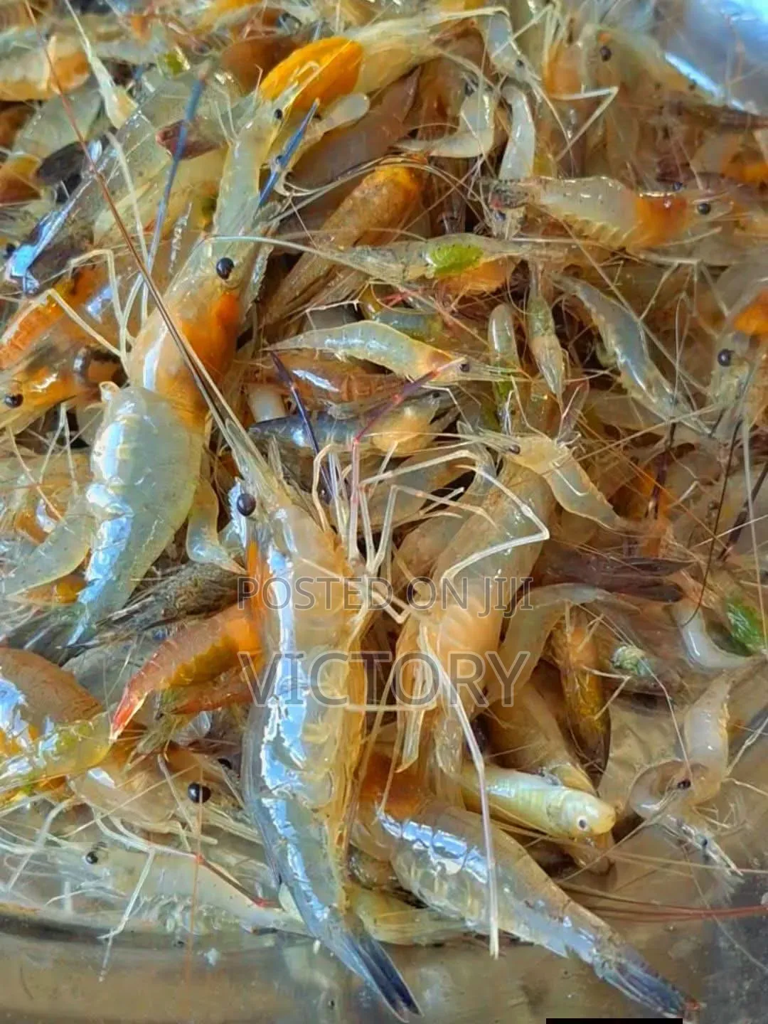 Crayfish(Clean and Affordable)