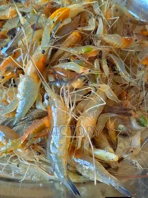 Crayfish(Clean and Affordable)