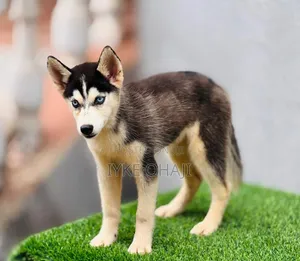 3-6 months Female Purebred Siberian Husky