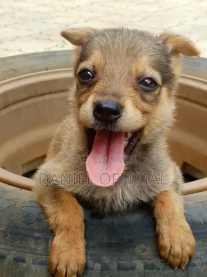 0-1 month Female Purebred German Shepherd